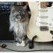 Download music ic For Cats mp3 Terbaru