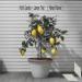 Download lagu gratis Fool's Garden - Lemon Tree ( Monvol Remix ) Free Download WAV