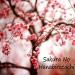 Download music PRE48 - Kelopak Bunga Sakura ( Sakura No Hanabiratachi ) Cover baru