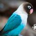 Free Download mp3 Terbaru Suara Burung Lovebird | SUARA MASTER di zLagu.Net