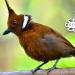 Download lagu mp3 Suara Burung Cililin | SUARA MASTER