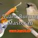 Download mp3 Terbaru Audio suara burung love bird ngekek panjang (Download Audio) gratis - zLagu.Net