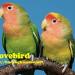 Lagu gratis LOVEBIRD BETINA AMPUH (burungkicauan)