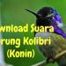 Download Suara Kolibri Ninja Betina gratis