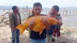 Video Lagu pemancing danau toba mancing ikan mas besar 16kg, telurnya aja 1 ember 2021 di zLagu.Net