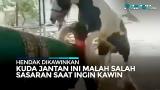 Free Video Music eo Viral Kuda Kalap Hendak Kawini Maia, Warg Salah Sasaran! Terbaik di zLagu.Net