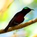 Download mp3 lagu Suara Burung Kolibri Ninja | SUARA MASTER baru