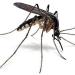 Music DJ Mosquito - Malaria terbaik