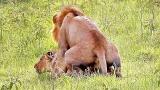 Free Video Music Wild Lions Mating in Africa! eo di zLagu.Net