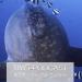 Download musik Bali Sunfish - UWT Diving And Adventure Podcast 008 gratis - zLagu.Net
