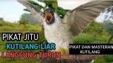 video Lagu suara burung kutilang gacor pikat terampuh jitu Music Terbaru - zLagu.Net