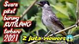 Download Video Lagu SUARA PIKAT BURUNG KUTILANG Terbaru Music Terbaik di zLagu.Net