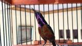 Download Video Lagu Semua burung PASTI MERESPON dan COCOK dengan masteran kolibri ninja ini || konin gacor Terbaik