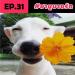 Download musik ชาบูบางรัก EP31 : ดอกฟ้ากับหมาวัด 15+ terbaik - zLagu.Net