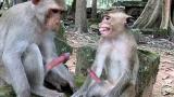 Video Musik How Do Animal Monkey eo |BBC Earth |Animal Watch |[All World Animals ] Terbaik - zLagu.Net