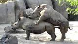 Lagu Video African Rhino Mating Rhino SEX TAPES Terbaik di zLagu.Net