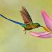 Free Download mp3 Terbaru Kolibri - Бабочки