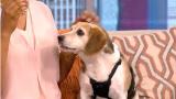 Download Video Lagu Rescue Dog: Meet Lady!