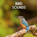 Musik Bird Sounds - Morning Birds for Relaxation, Meditation, Yoga , Naturescapes, Forest Ambience and Spa terbaik