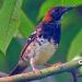 Suara Burung Anis Kembang | SUARA MASTER mp3 Terbaru