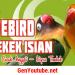 Download mp3 gratis 6 Suara Lovebird Ngekek Isian ( Kenari, Cucak Jenggot, Kapas Tembak) terbaru - zLagu.Net