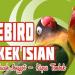 Download lagu 6 Suara Lovebird Ngekek Isian ( Kenari, Cucak Jenggot, Kapas Tembak) mp3 gratis