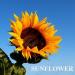 Download music Sunflower terbaik - zLagu.Net