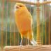 Download lagu Suara Burung Kenari | SUARA MASTER mp3 Terbaik di zLagu.Net