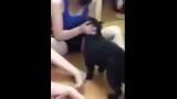 Video Lagu Vagina Cewek Cantik Di Jilat Anjing Gratis