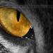 Download music Survivor - Eyes Of The Tiger- Sunny(43) RMX terbaru - zLagu.Net