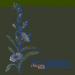 Lagu The Centon Project - Chicory root (Vol. 1) gratis