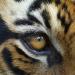 Free Download lagu Survivor - Eye of the tiger