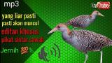 Download Lagu suara pikat burung sintar paling ampuh untuk pancingan Terbaru - zLagu.Net