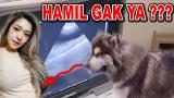 Download Video Lagu 3 KALI DIKAWININ, HAMIL GAK YA? Gratis
