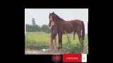 Download Vidio Lagu maia vs hewan||kuda Musik
