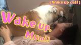 Music Video Bulldogs Morning Wake up Call, ブルドッグ - zLagu.Net